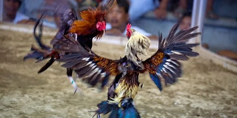 Đá Gà BJ88: Khám Phá Sân Chơi Cá Cược Đỉnh Cao Hấp Dẫn